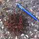 Illustration for article titled Help us identify this mysterious, Cthulu-esque organism, spotted in Stockholm, Sweden